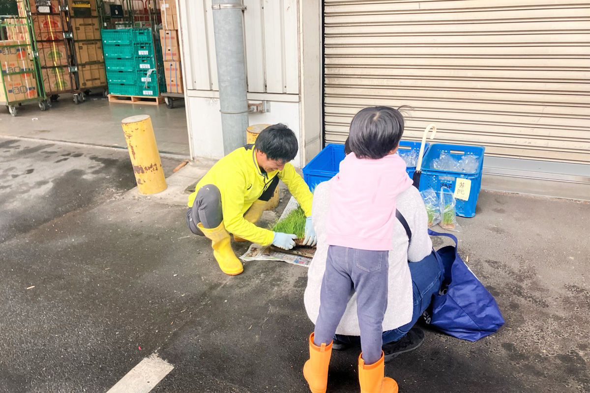 これが"つや姫"の苗
