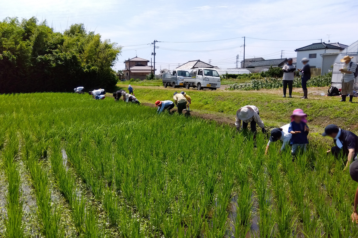 除草作業スタート!