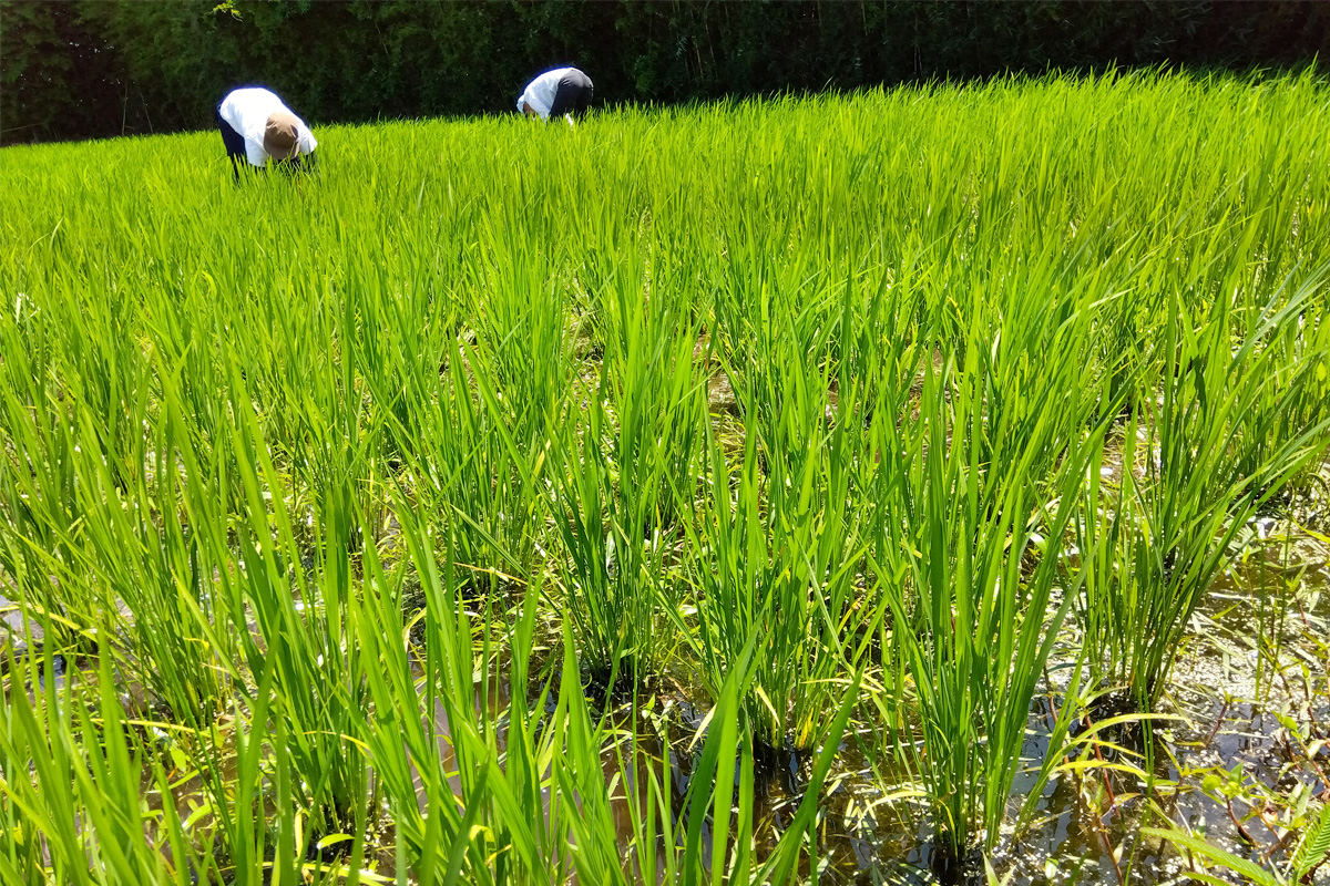 雑草がぎっしり生えています