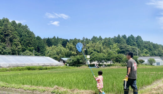 7/5 大郷冬みず田んぼ 生き物調べ