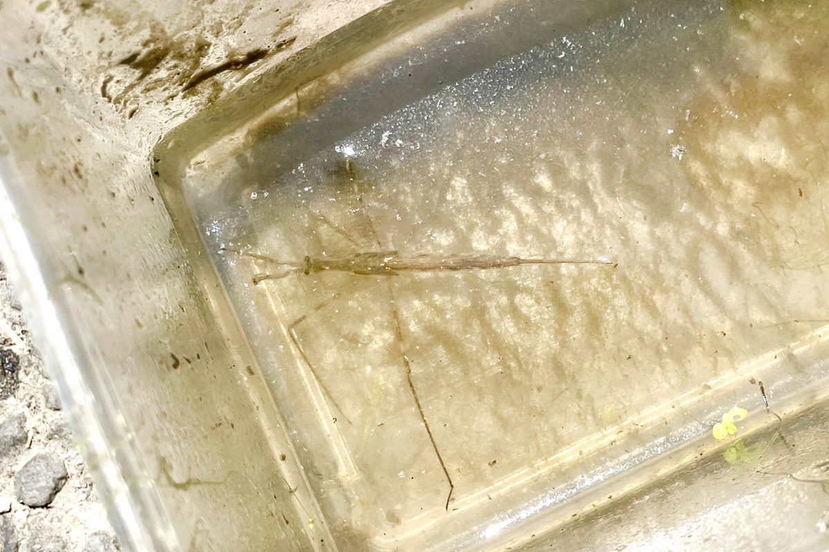 ミズカマキリ