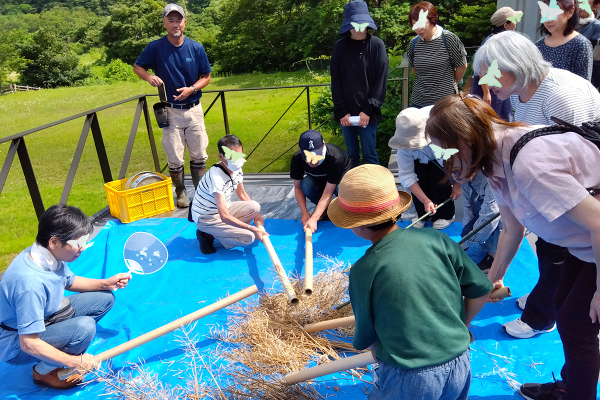 棒でトントン叩いて鞘から種を出しています