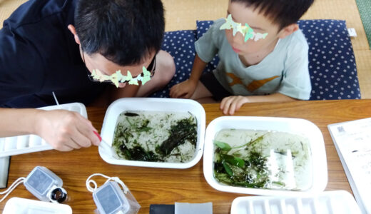7/12 七郷トライ田んぼ 生き物調べ