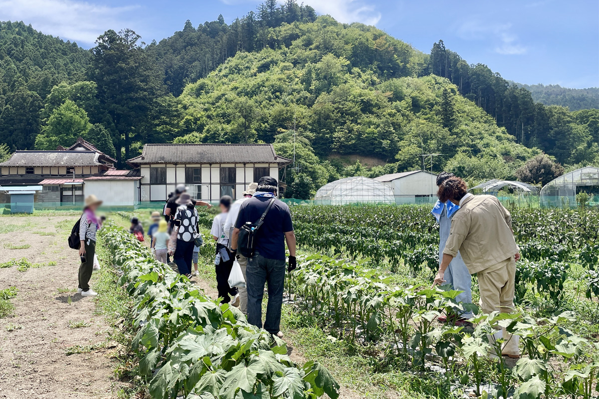 オクラ畑、レアな丸オクラはどこかな?