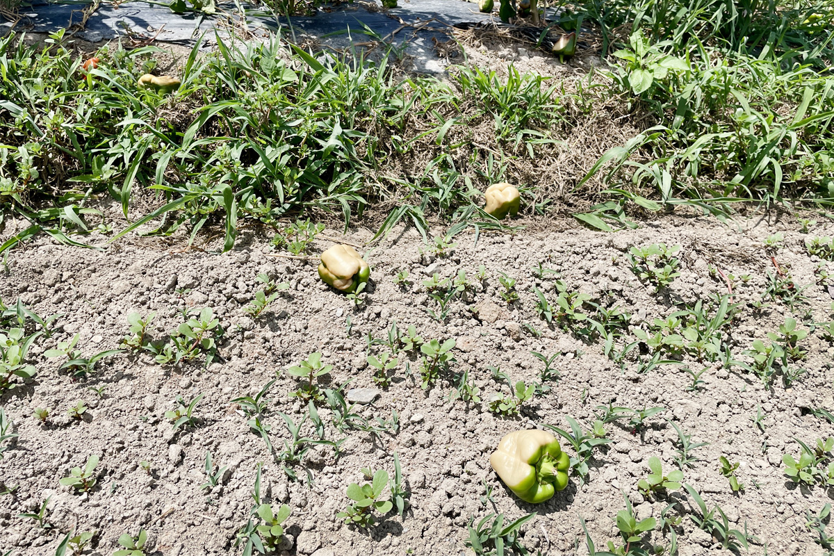 高温障害で焼けてしまったピーマン