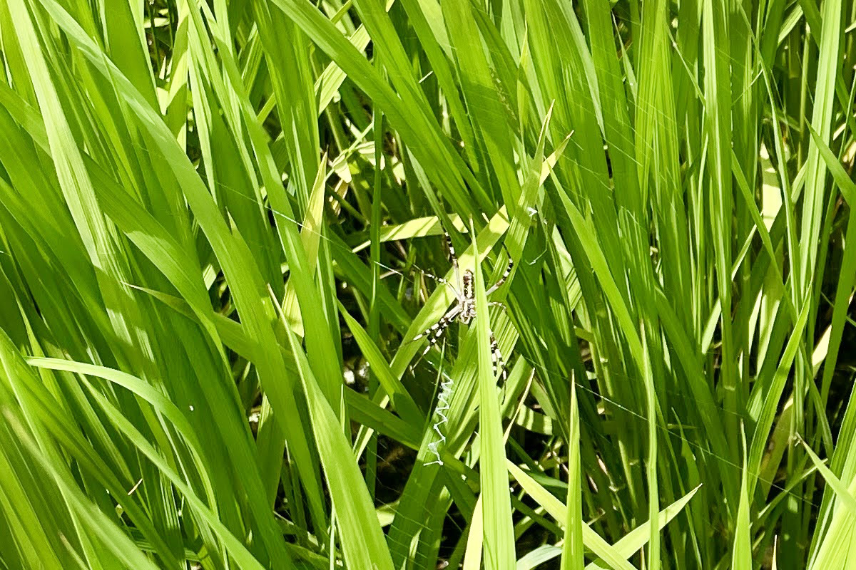 農家の味方!カメムシを食べてくれるナガコガネグモ