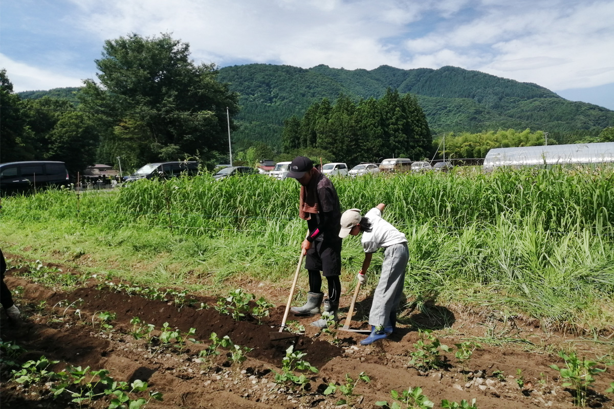 レーキで土寄せ
