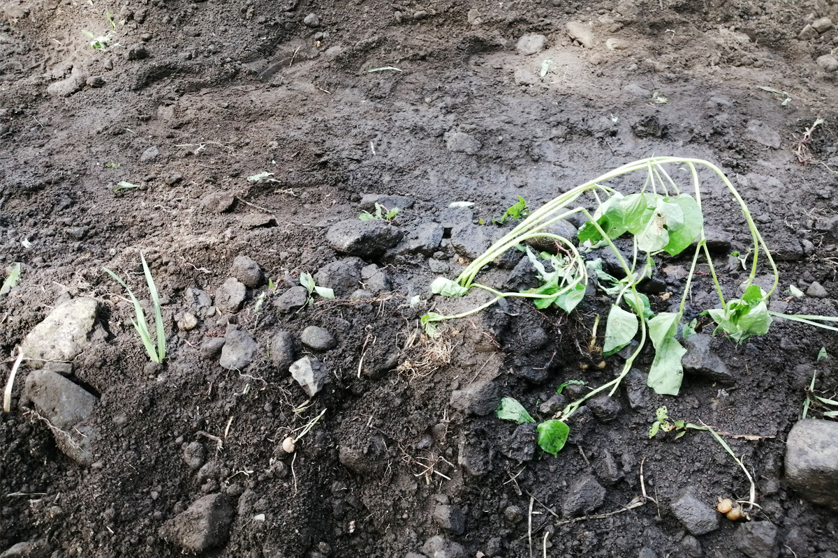 植えた直後はクタっとしていますが、水をかけたら元気に