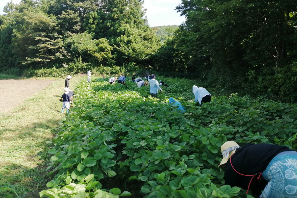 今年の圃場は日影が多くて助かりま
