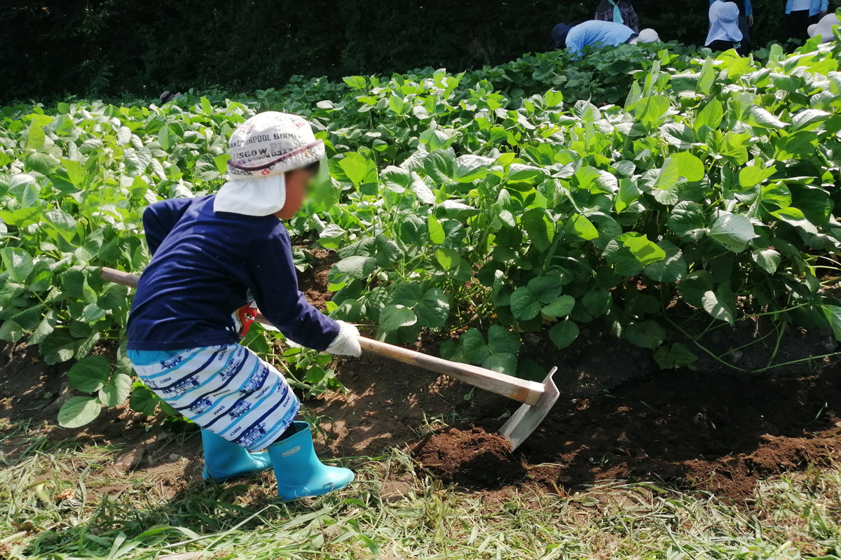 小さい子もがんばって土寄せしました