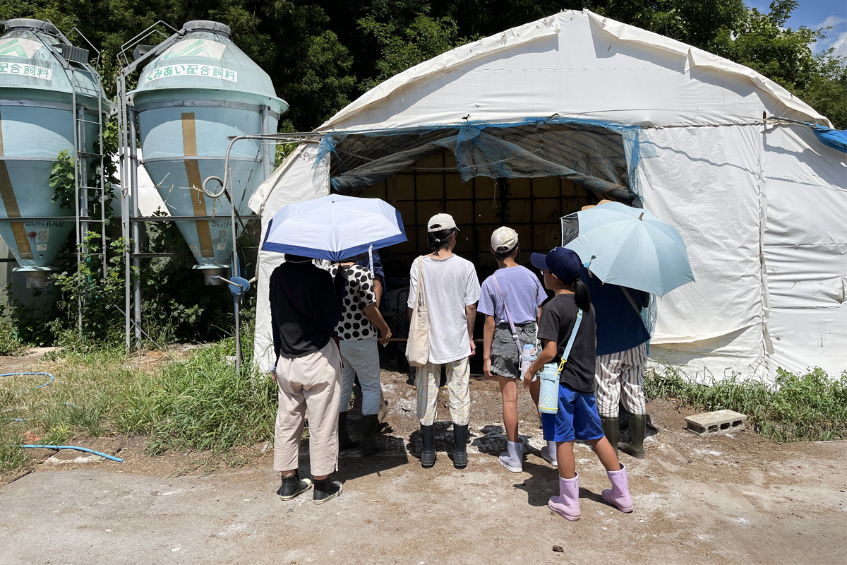 出荷前の豚さんが過ごすVIPルーム