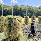 9/27 大郷交流田稲刈り