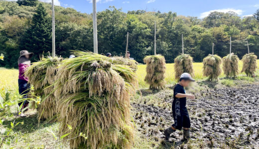 9/27 大郷交流田稲刈り