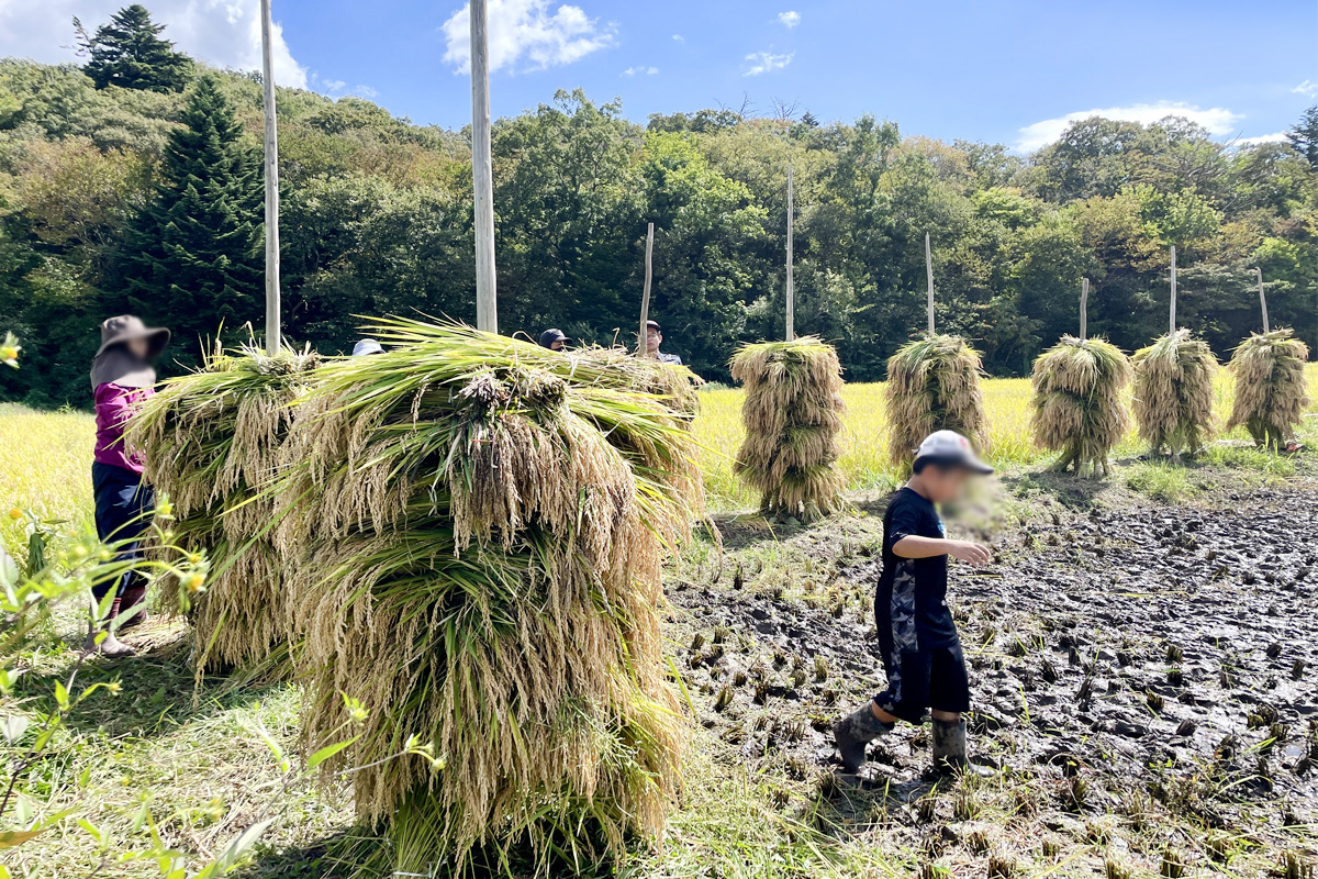 ここからお日様にお願いです