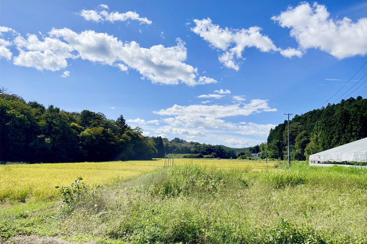 絶好の稲刈り日和