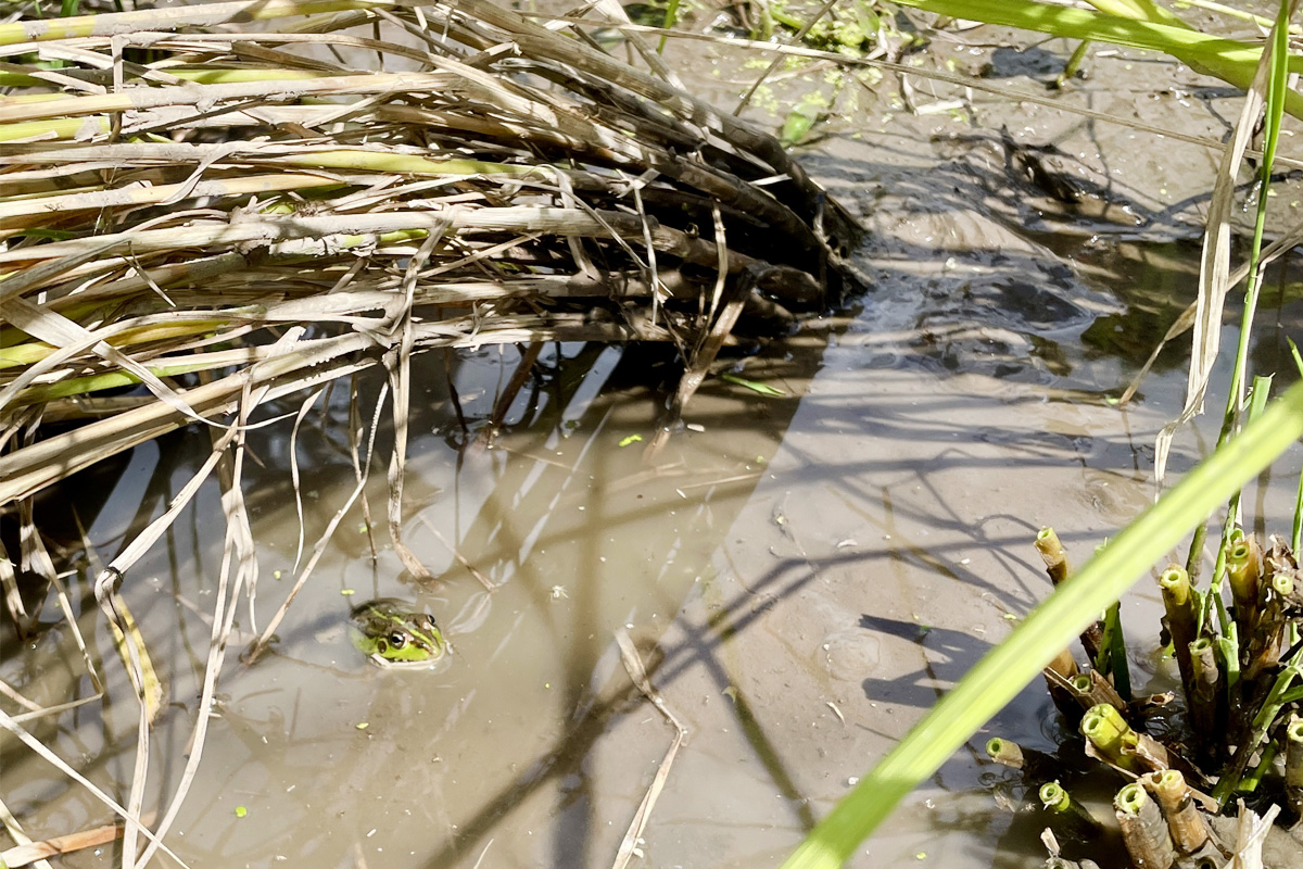 カエルさん発見！稲刈り田んぼに水たまりって笑