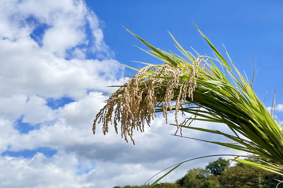 青空に映える黄金色の稲穂