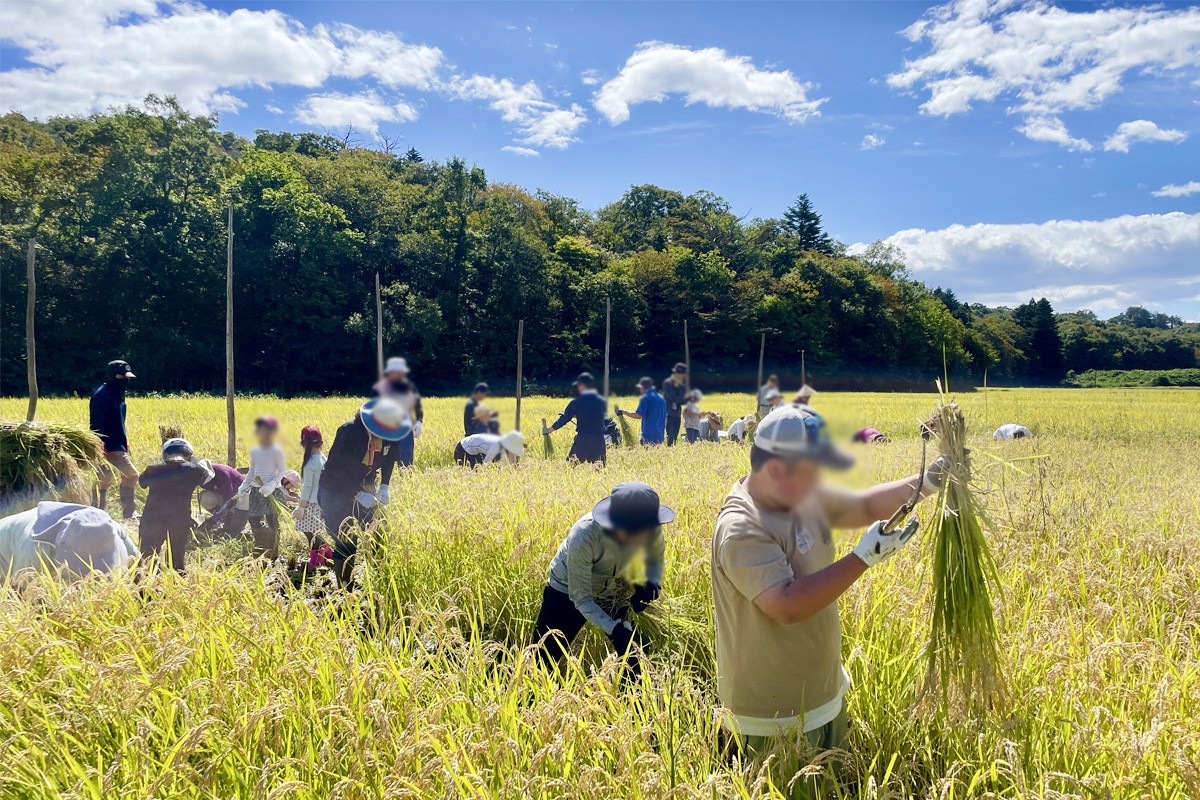 稲刈りの技が上達している頼もしいお兄ちゃん