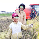 10/11 七郷トライ田んぼ稲刈り