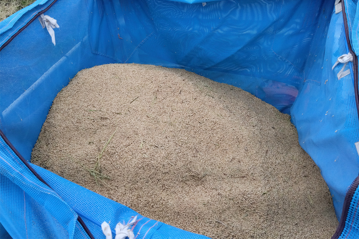 トライ田んぼの全収量