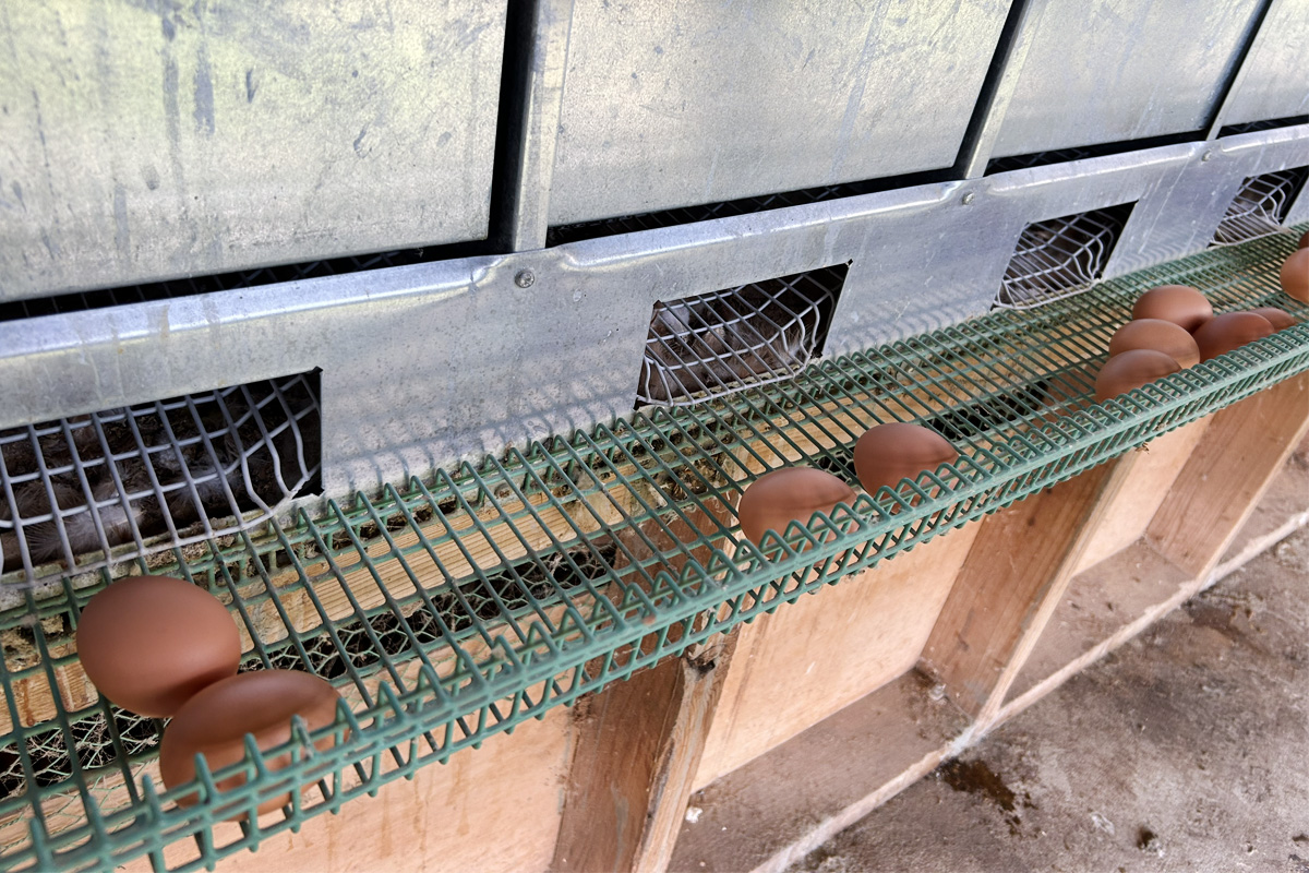 うみたてのたまご