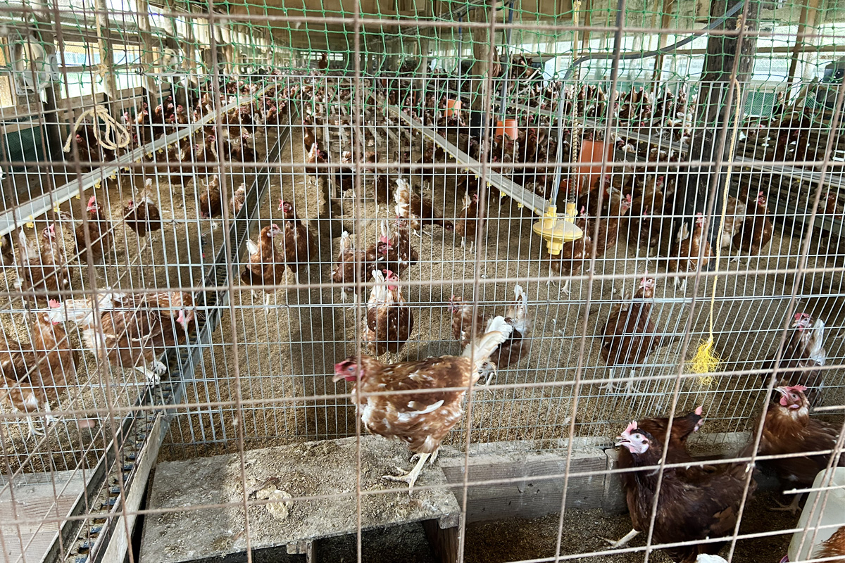 元気に動き回る鶏たち