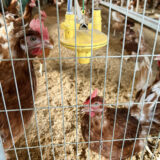 9/17 米沢郷牧場見学