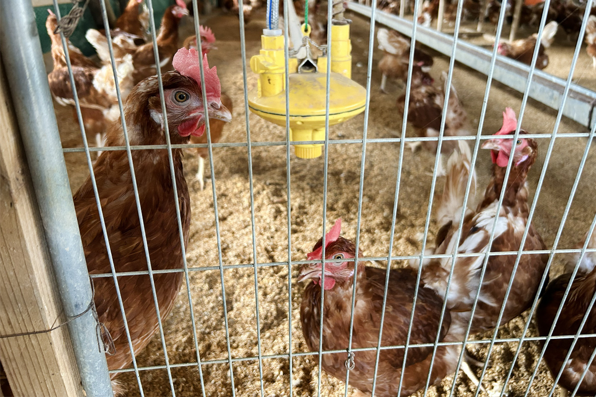 人懐っこい鶏たち