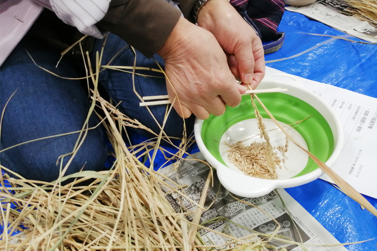 割りばしに挟んでしごきます