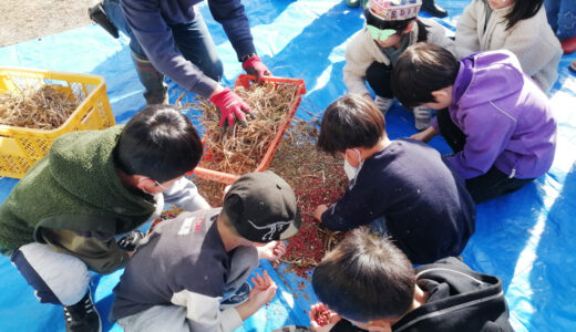 11/16 たねまきプロジェクト　収穫・脱穀