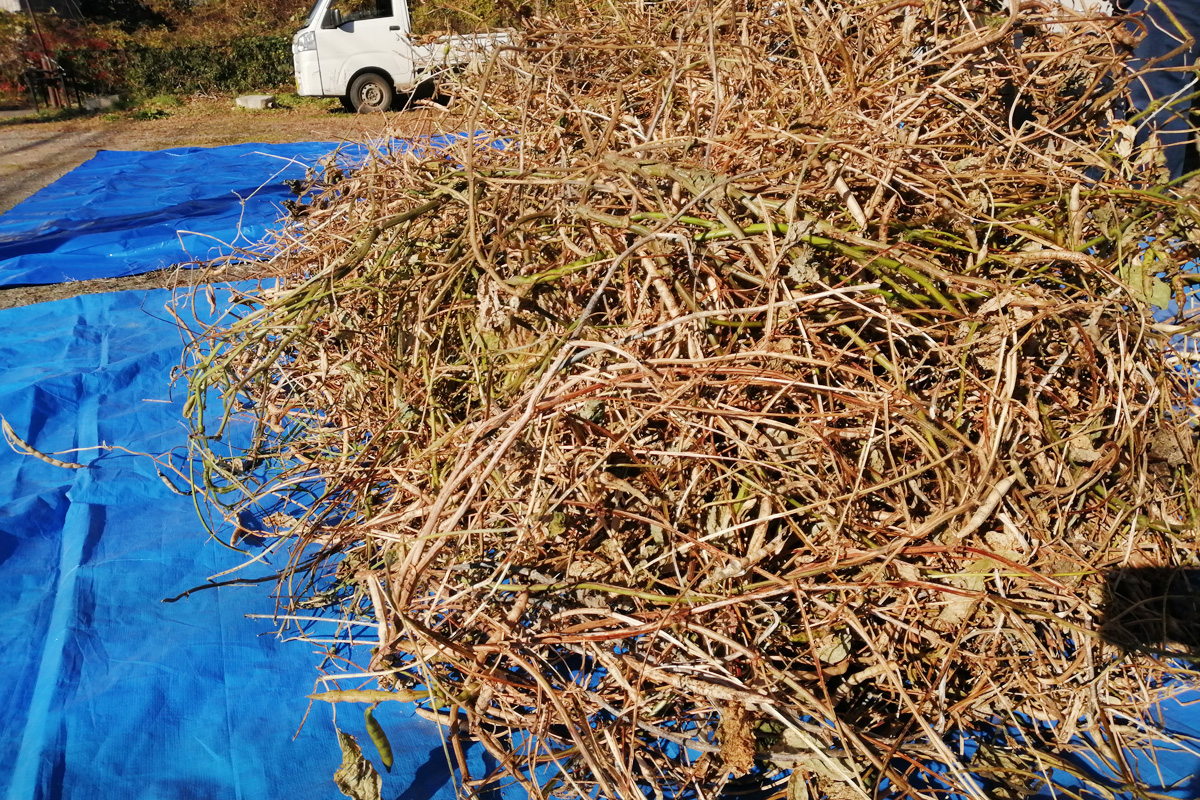 畑から抜いてきた状態の小豆