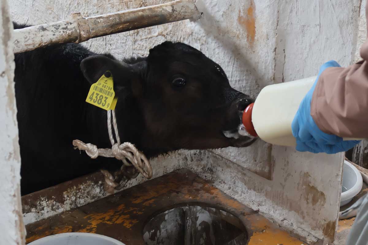 子牛にミルクをあげました