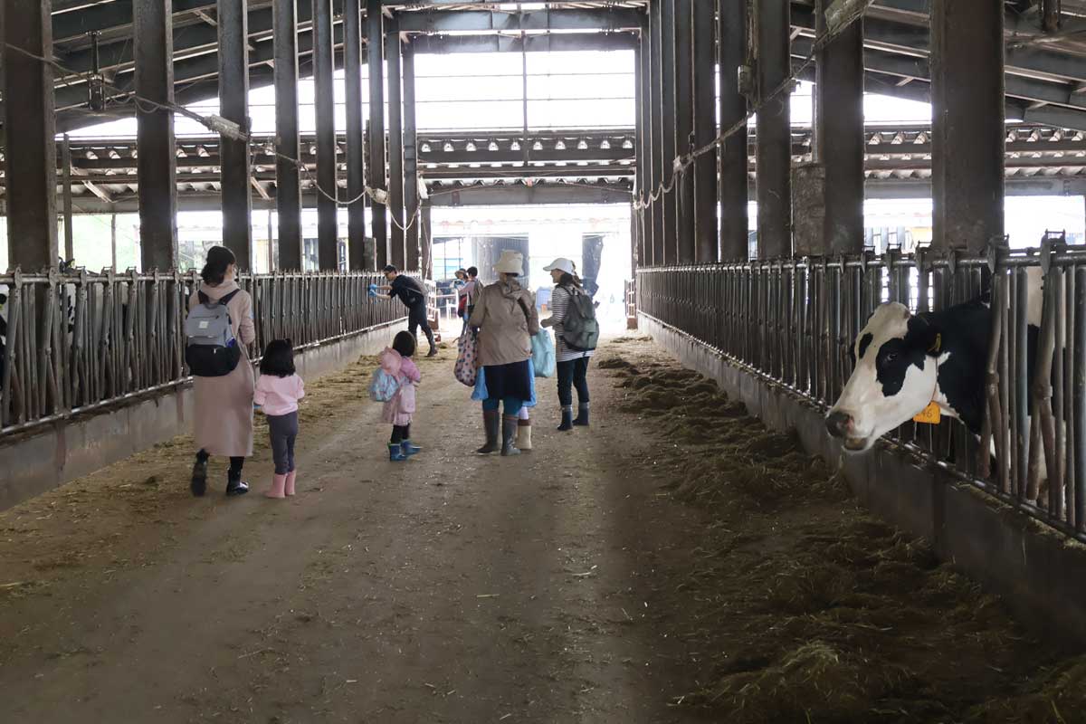 広くて自由なフリーバーン牛舎