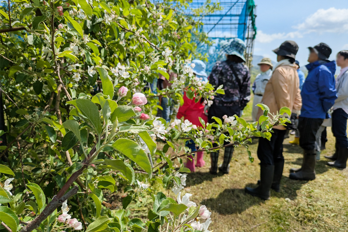 花盛りは少し過ぎてしまった
