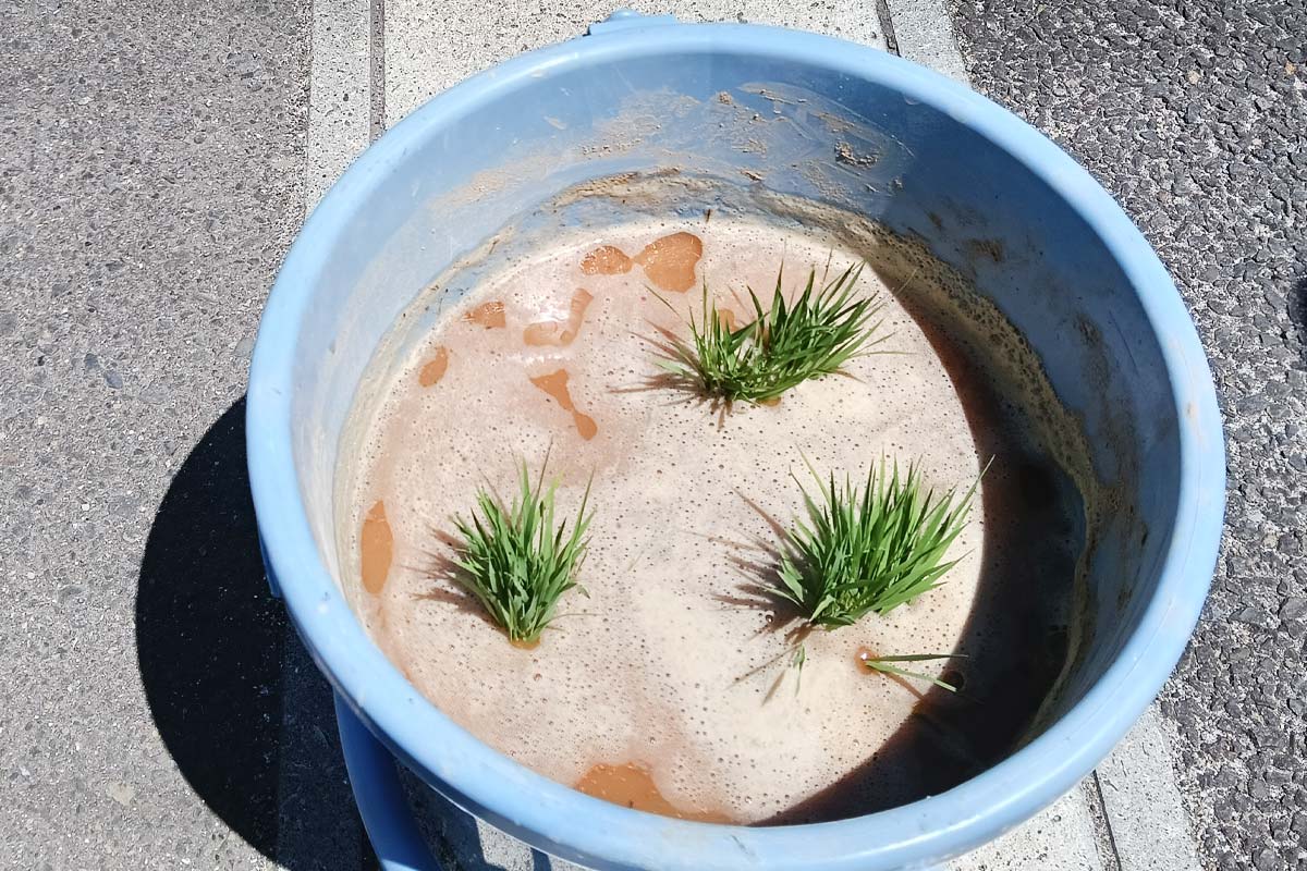 あいコープみやぎでも1バケツ植えました。