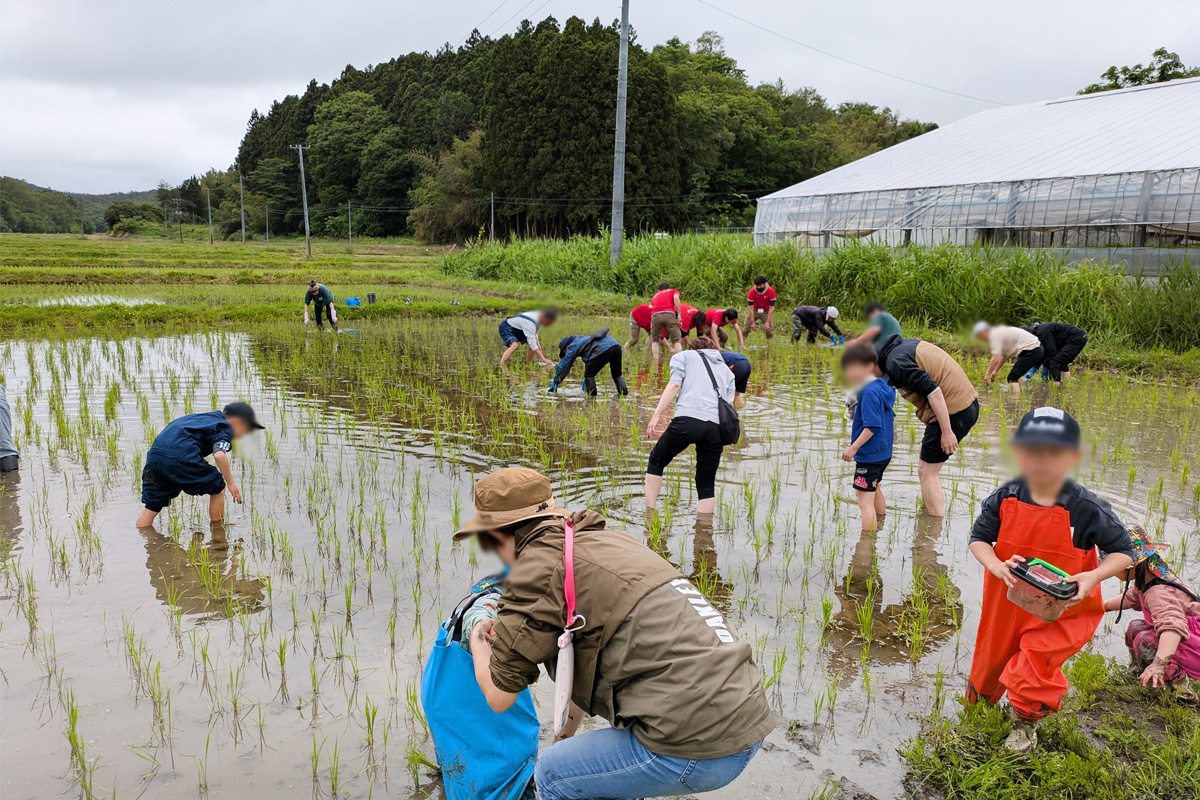 除草のしかたを実演する大郷グリーンファーマーズの西塚代表