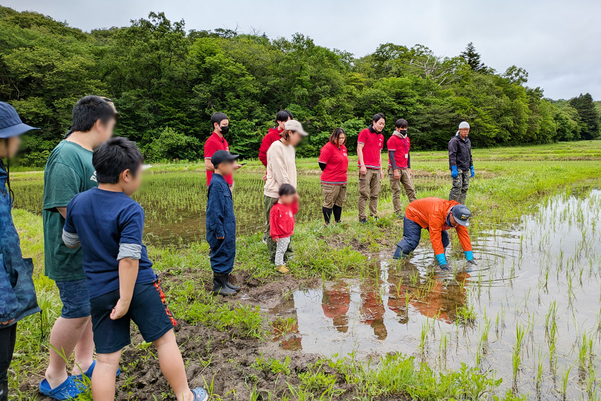 みんなで一斉に田んぼに入って除草作業