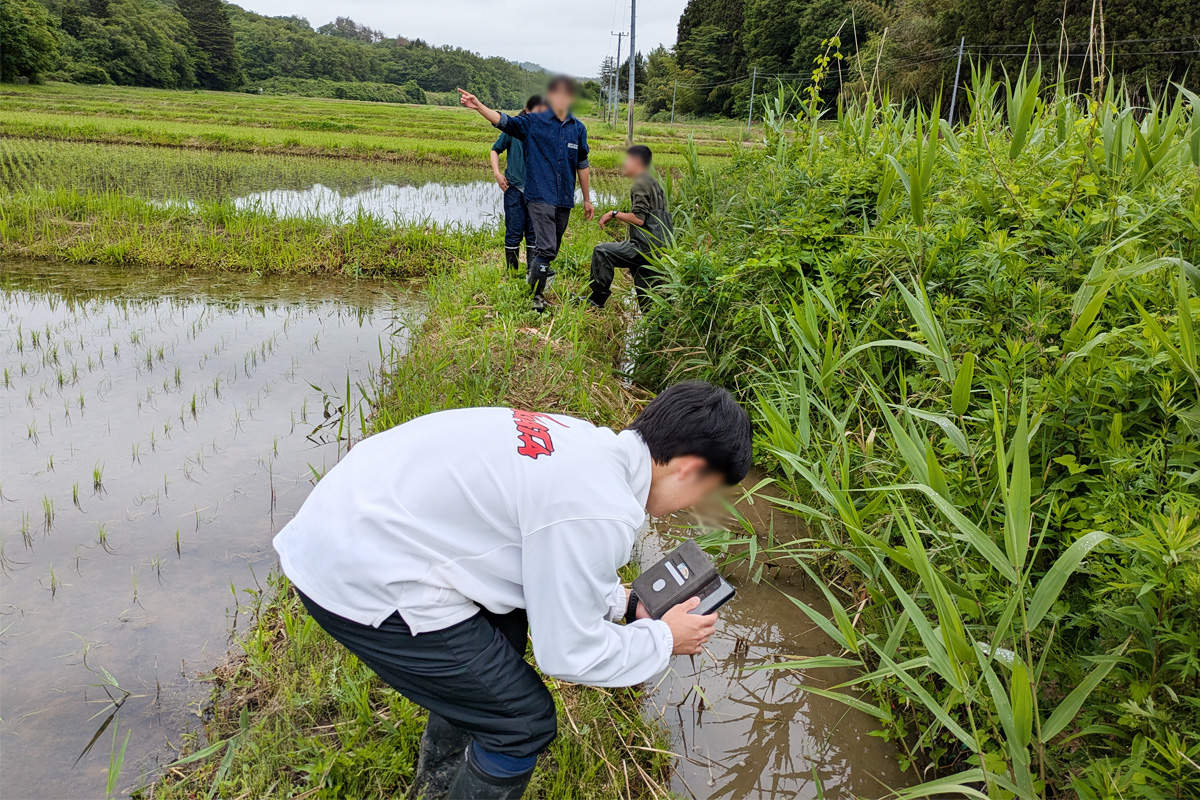 土側溝の中に入って生き物調査する学生チーム