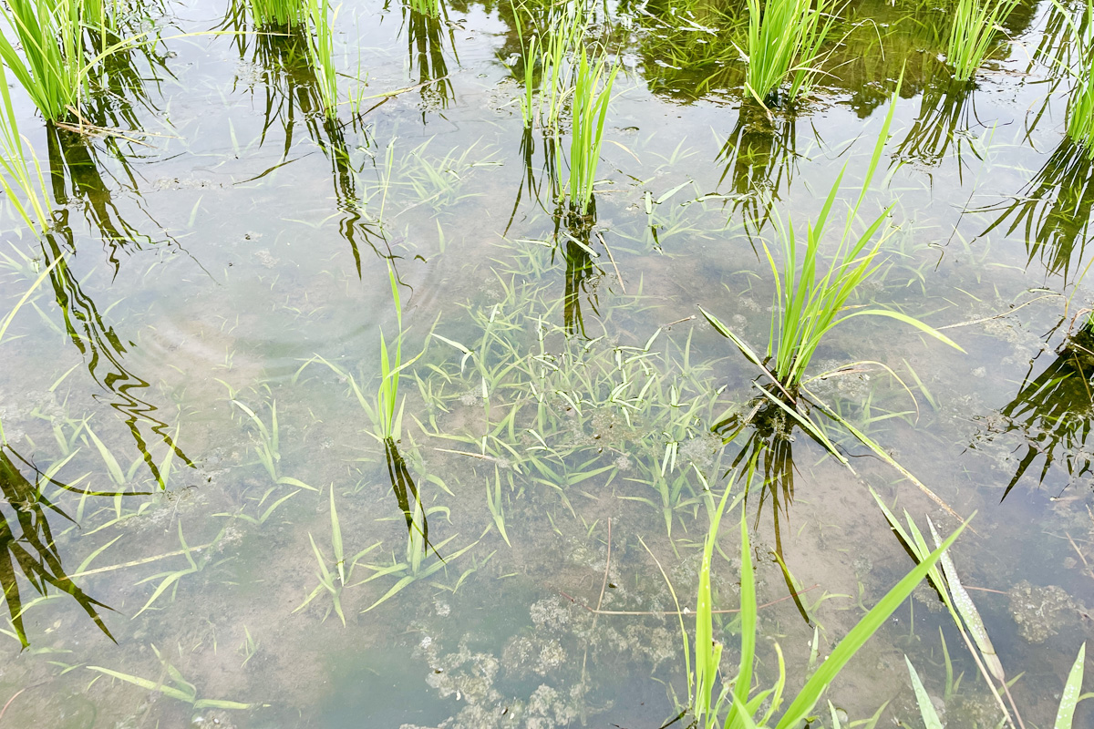 2週間前の草取から逃げ延びた雑草がまた水中にわさわさ