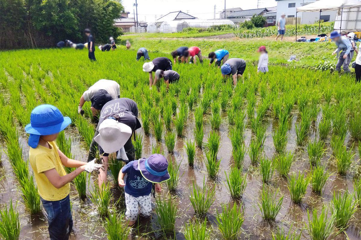 草取りと虫捕りに夢中
