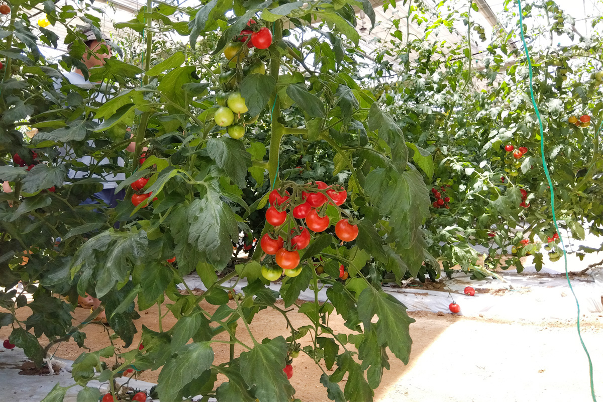 トマトハウス見学