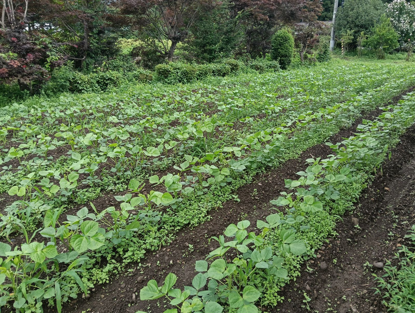 お土産にいただいた採れたての枝豆