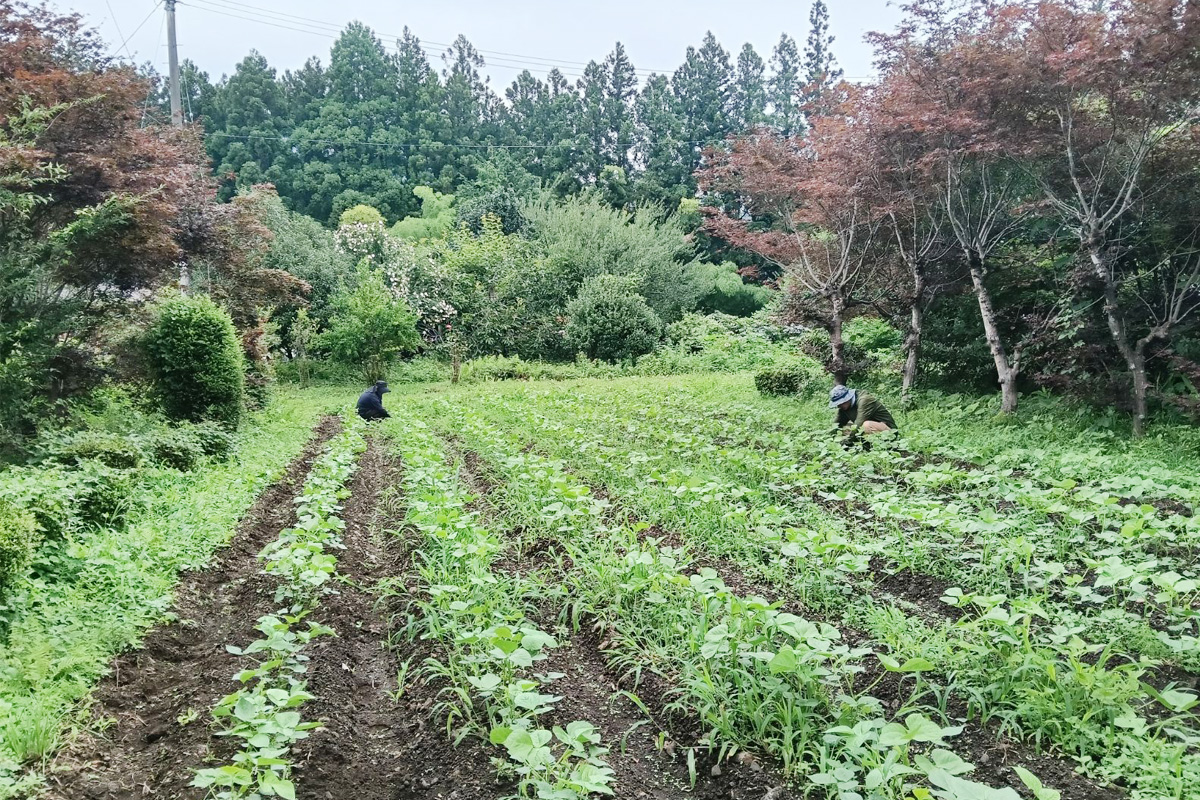 もくもくと草とり