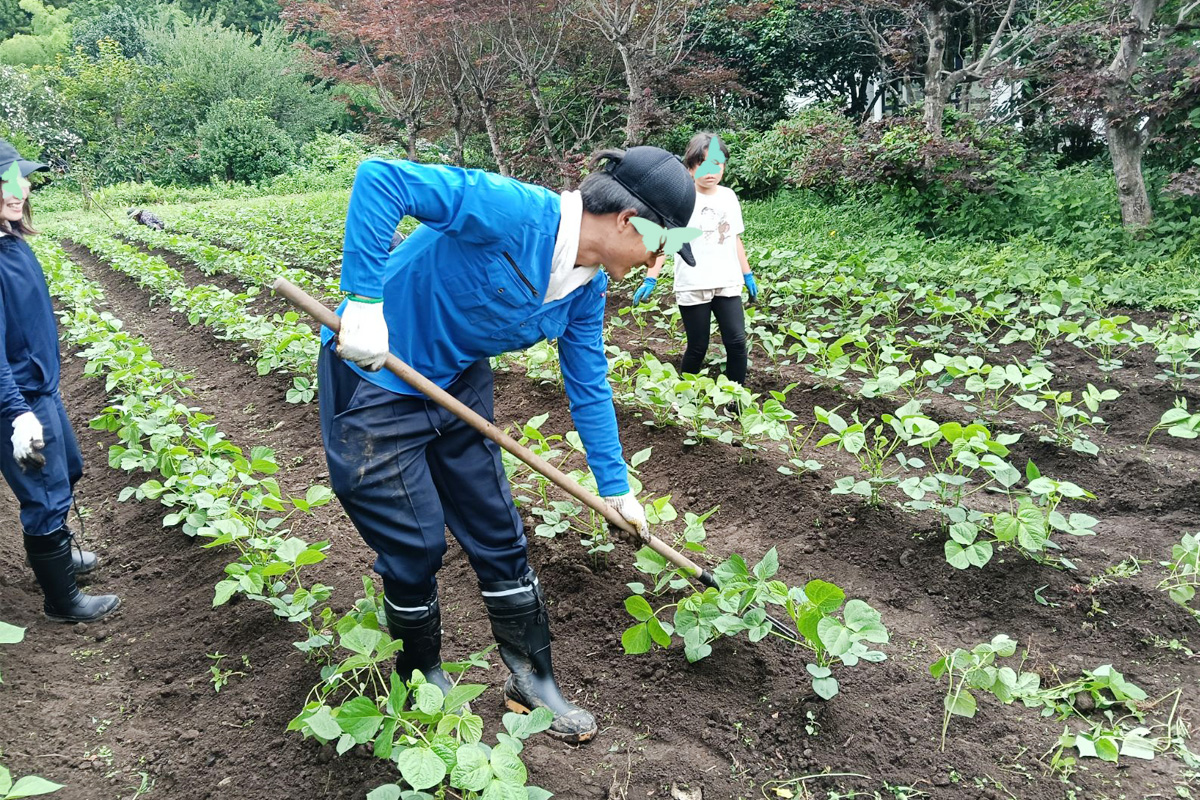 鍬で土寄せ 結構体力使います