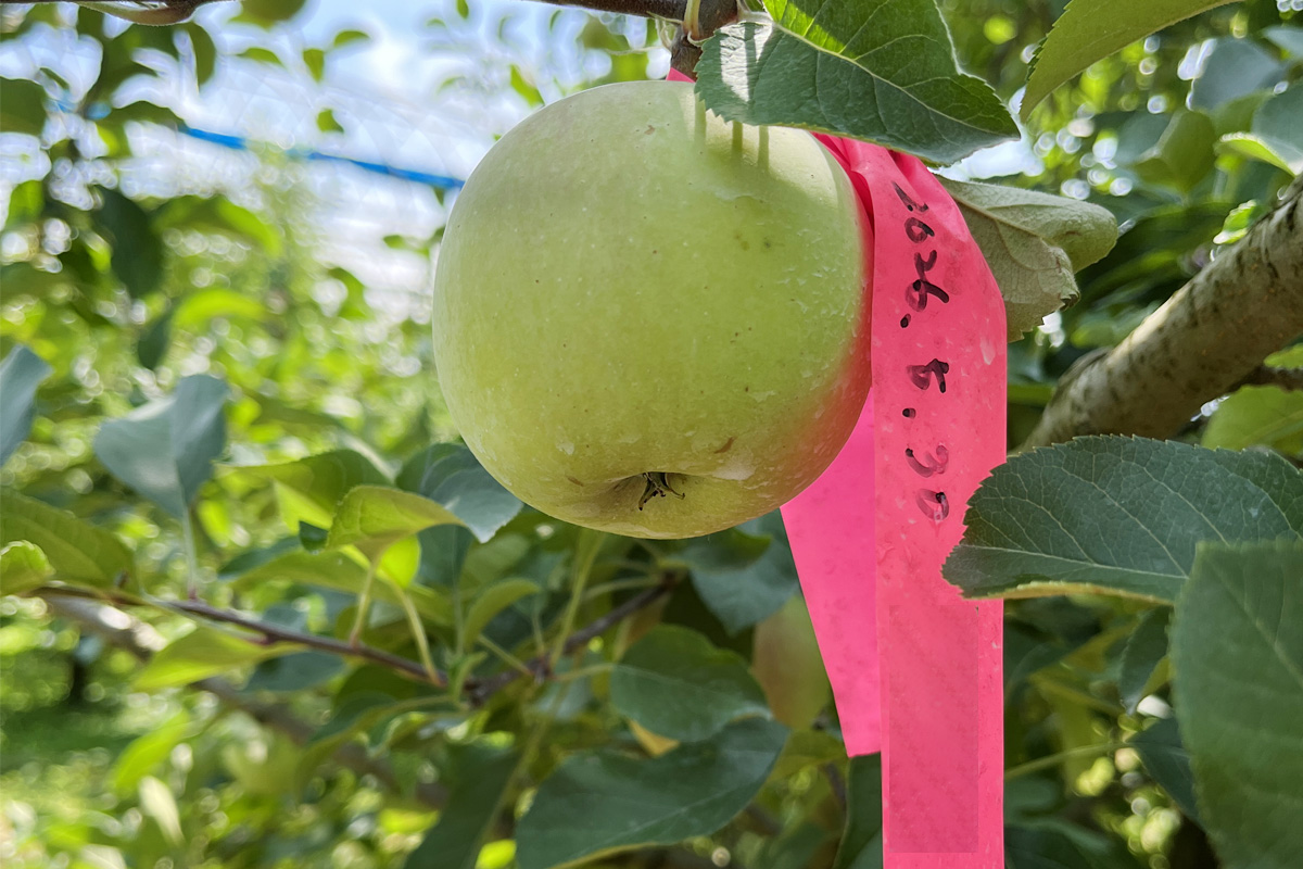 前回より3倍の大きさになっていました