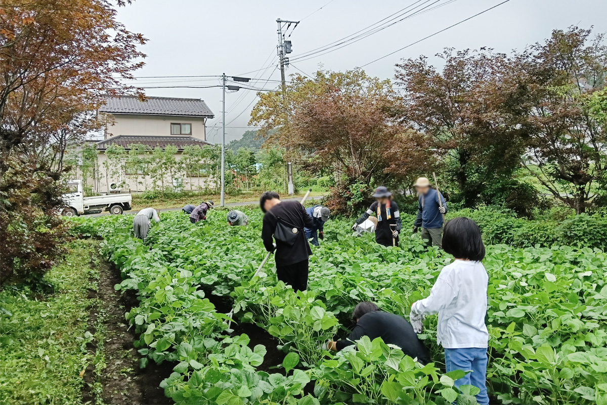 鍬やレーキ、手も使って丁寧に土を寄せていきます