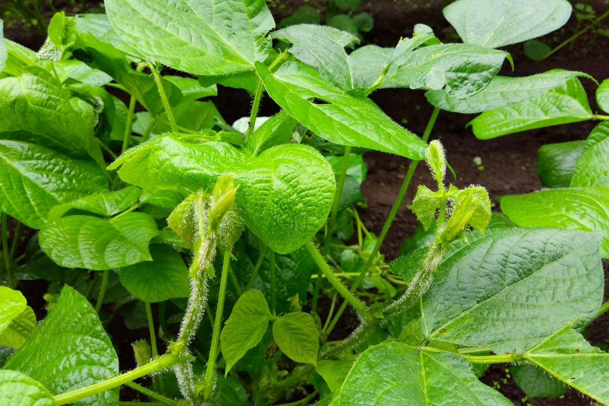 もうすぐ花が咲きそうな小豆