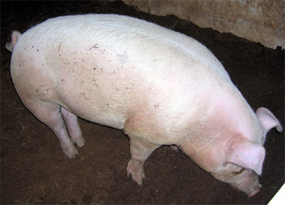 あいちゃん牧場で飼料米を食べて育った豚
