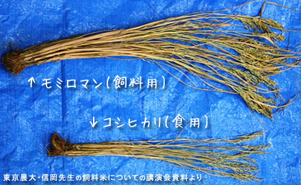 飼料用稲「モミロマン」と食用米「こしひかり」