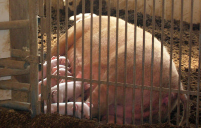 ２頭の親豚の出産がありました.元気に乳を飲んでいます